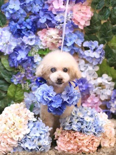 20250608HONEYちゃん